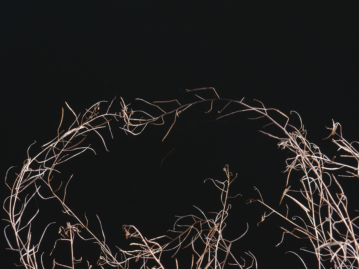 2019-10-14 Spatzen am Heckmannufer (Fieldrecording Video)